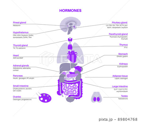 Hormones in human body 89804768