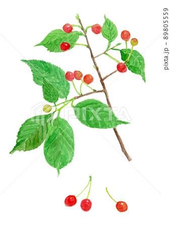Prunus pseudo-cerasus さくらんぼの水彩イラスト 89805559