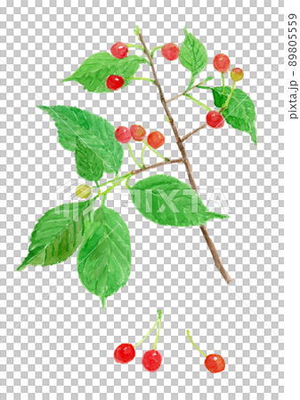 Prunus pseudo-cerasus さくらんぼの水彩イラスト 89805559
