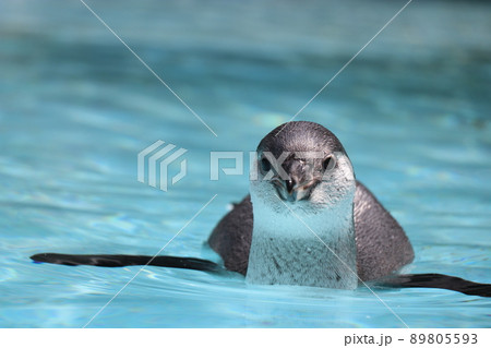 阿蘇カドリー・ドミニオン、熊本 阿蘇カドリー・ドミニオン、熊本 89805593