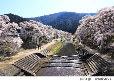 鮎河の千本桜 鮎河の千本桜 89805653
