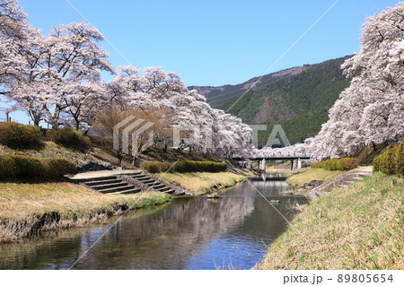 鮎河の千本桜 89805654