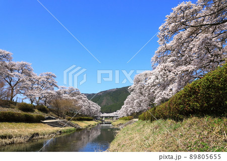 鮎河の千本桜 89805655