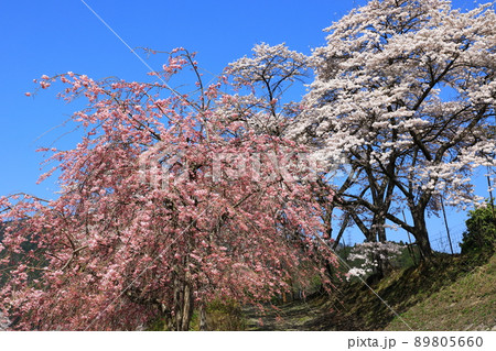 鮎河の千本桜 89805660