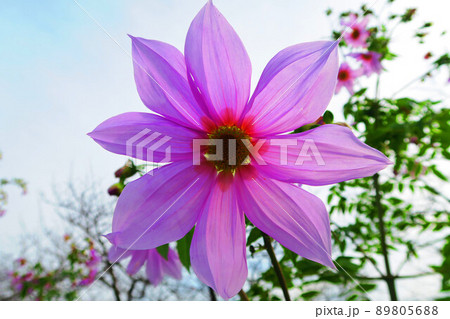 皇帝ダリア（コダチダリア）の花のある風景 89805688