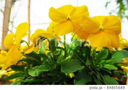 黄色いパンジーの花の風景 89805689