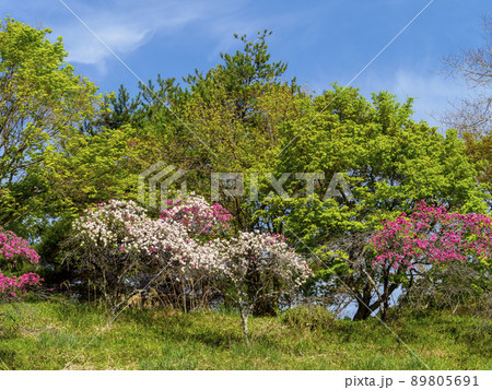 丘に咲く桃の花 89805691