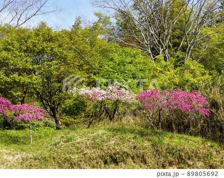 丘に咲く桃の花 89805692