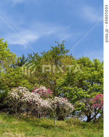 丘に咲く桃の花 89805693