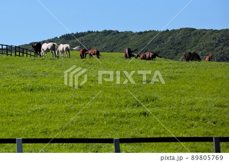 北海道日高の牧場風景(北海道新冠町) 北海道日高の牧場風景(北海道新冠町) 89805769