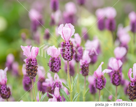 フレンチラベンダー フレンチラベンダー 89805913