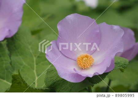 福島県桑折町のシラネアオイ 89805995