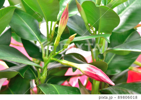 リップギャル 89806018