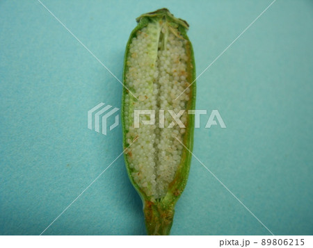 青い背景にナガミヒナゲシの果実の断面・内部構造 89806215