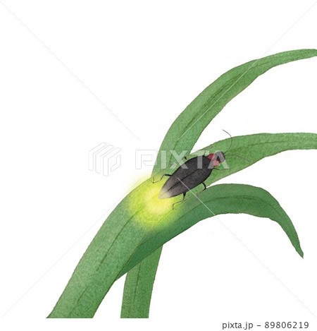 幻想的な蛍の水彩画 89806219