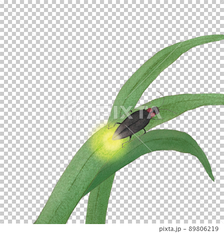 幻想的な蛍の水彩画 89806219