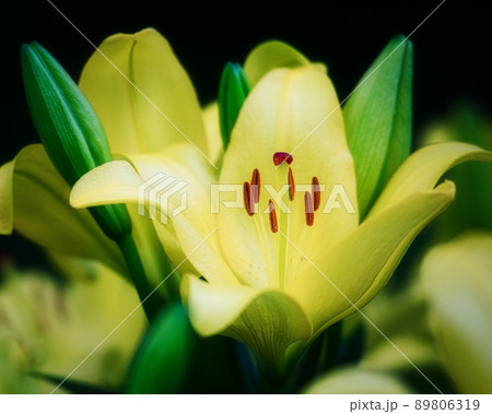 初夏の花壇を華やかに飾るユリのクローズアップ写真 89806319