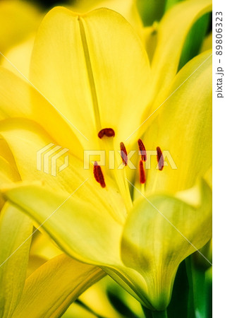 初夏の花壇を華やかに飾るユリのクローズアップ写真 89806323