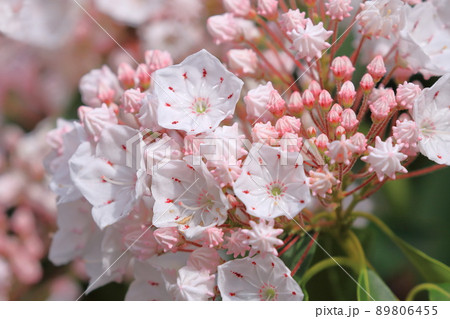 カルミア(アメリカ石楠花)の花とつぼみ カルミア(アメリカ石楠花)の花とつぼみ 89806455
