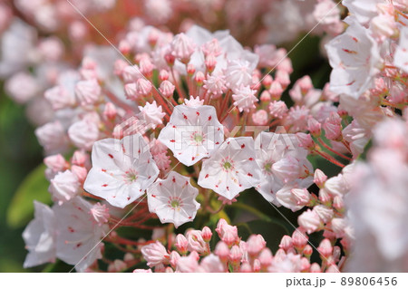 カルミア アメリカ石楠花 の花とつぼみの写真素材