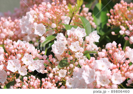 カルミア（アメリカ石楠花）の花とつぼみ 89806460