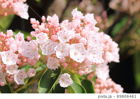 カルミア（アメリカ石楠花）の花とつぼみ 89806461