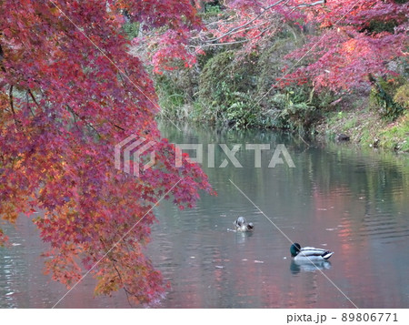 京都の紅葉をめぐる 京都府立植物園編 京都の紅葉をめぐる 京都府立植物園編 89806771