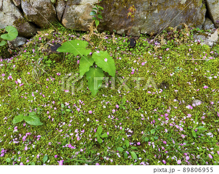 苔の上に落ちた桜の花びら 89806955