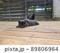 猫 ねこ ネコ 89806964