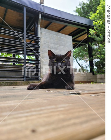 猫 ねこ ネコ 89806967