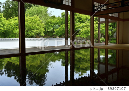 新緑の床もみじ 89807107