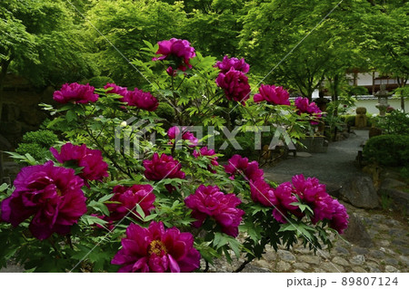 ボタン咲く宝徳寺の庭 89807124