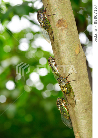 蝉時雨 s-2009080418061647574.jpg
