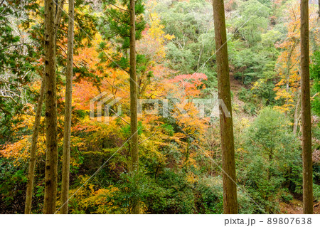 阿寺の七滝　紅葉　秋　散策路　遊歩道 89807638