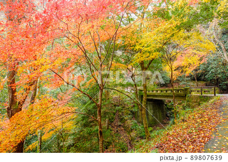 阿寺の七滝　紅葉　秋　散策路　遊歩道　橋 89807639