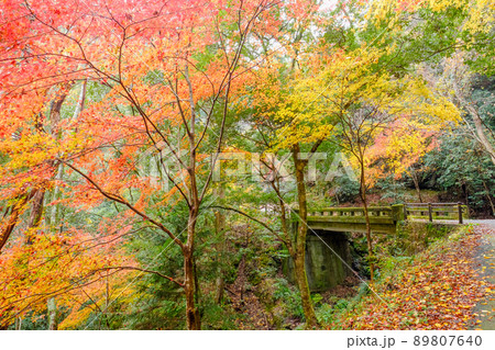 阿寺の七滝 紅葉 秋 散策路 遊歩道 橋 阿寺の七滝 紅葉 秋 散策路 遊歩道 橋 89807640