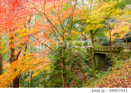 阿寺の七滝　紅葉　秋　散策路　遊歩道　橋 89807641