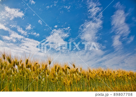 春―麦畑 春―麦畑 89807708