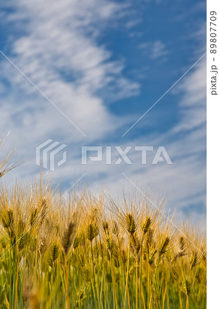 春―麦畑 春―麦畑 89807709