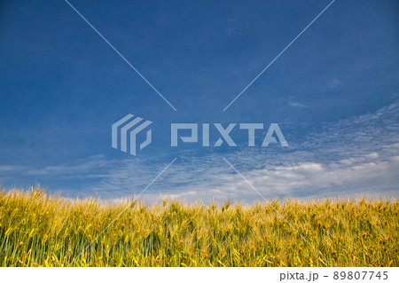 春―麦畑 春―麦畑 89807745