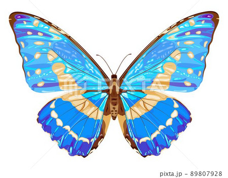 Blue Butterfly Tropical Insect Neon Colors のイラスト素材