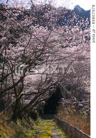 紀美野町の春 和歌山県海草郡紀美野町 紀美野町の春 和歌山県海草郡紀美野町 89807978