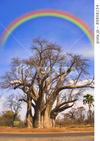 バオバブの巨木にかかる虹 89808154