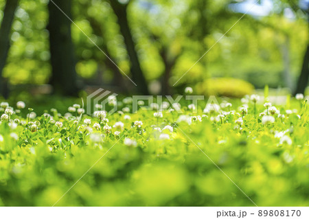 シロツメクサ　クローバー　ボケ　新緑の季節（2022年　初夏　大阪城-西の丸庭園） 89808170