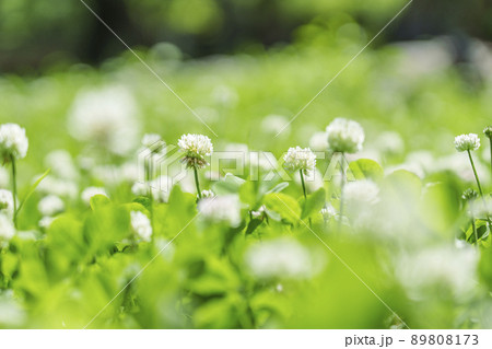 シロツメクサ クローバー ボケ 新緑の季節(2022年 初夏 大阪城-西の丸庭園) シロツメクサ クローバー ボケ 新緑の季節(2022年 初夏 大阪城-西の丸庭園) 89808173