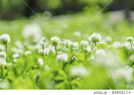 シロツメクサ　クローバー　ボケ　新緑の季節（2022年　初夏　大阪城-西の丸庭園） 89808174