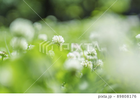 シロツメクサ クローバー ボケ 新緑の季節(2022年 初夏 大阪城-西の丸庭園) シロツメクサ クローバー ボケ 新緑の季節(2022年 初夏 大阪城-西の丸庭園) 89808176