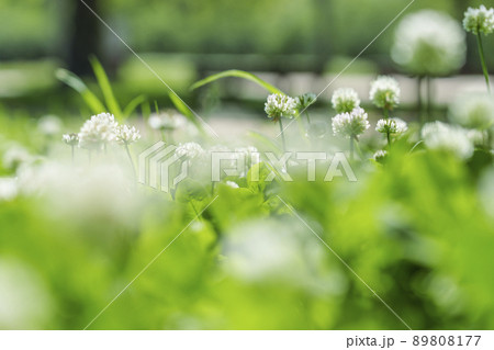シロツメクサ クローバー ボケ 新緑の季節 22年 初夏 大阪城 西の丸庭園 の写真素材