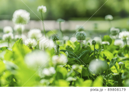 シロツメクサ　クローバー　ボケ　新緑の季節（2022年　初夏　大阪城-西の丸庭園） 89808179