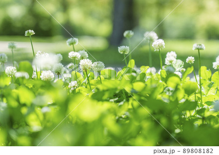 シロツメクサ クローバー ボケ 新緑の季節(2022年 初夏 大阪城-西の丸庭園) シロツメクサ クローバー ボケ 新緑の季節(2022年 初夏 大阪城-西の丸庭園) 89808182